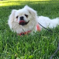 Pekingese, Köpek  Köpük fotoğrafı