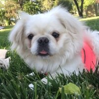 Pekingese, Köpek  Köpük fotoğrafı