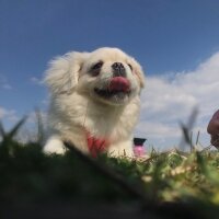 Pekingese, Köpek  Köpük fotoğrafı