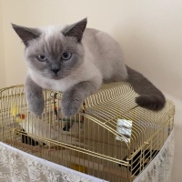 British Shorthair, Kedi  şeker fotoğrafı