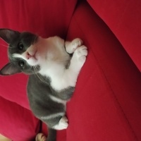 Tekir Kedi, Kedi  Ateş fotoğrafı
