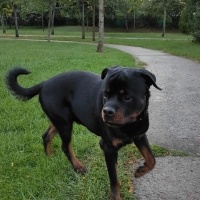 Rottweiler, Köpek  foks fotoğrafı