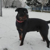 Rottweiler, Köpek  foks fotoğrafı