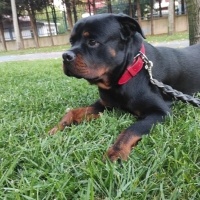 Rottweiler, Köpek  foks fotoğrafı