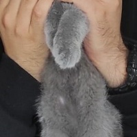 Scottish Fold, Kedi  MİA fotoğrafı