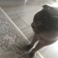 Scottish Fold, Kedi  Minnoş fotoğrafı