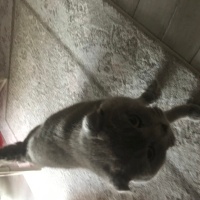 Scottish Fold, Kedi  Minnoş fotoğrafı