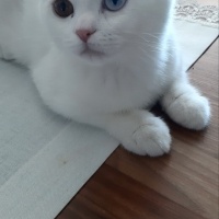 Scottish Fold, Kedi  Venüs fotoğrafı