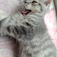 British Shorthair, Kedi  İnci fotoğrafı