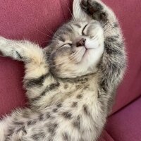 British Shorthair, Kedi  İnci fotoğrafı