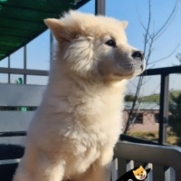 Chow Chow (çin Aslanı), Köpek  Zeyna fotoğrafı