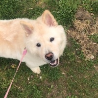 Chow Chow (çin Aslanı), Köpek  Zeyna fotoğrafı