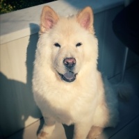 Chow Chow (çin Aslanı), Köpek  Zeyna fotoğrafı