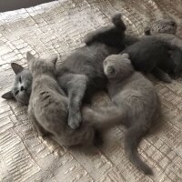 Scottish Fold, Kedi  Fındık fıstık badem kaju fotoğrafı