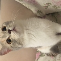 British Shorthair, Kedi  Sütlaç fotoğrafı