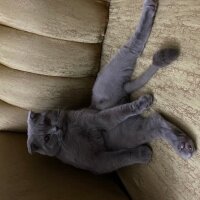 Scottish Fold, Kedi  Mülayim fotoğrafı