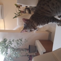 Tekir Kedi, Kedi  Cesur fotoğrafı