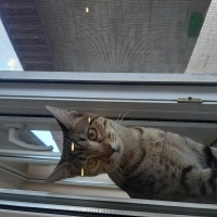 Tekir Kedi, Kedi  Cesur fotoğrafı