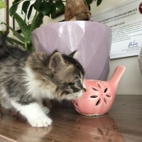 Tekir Kedi, Kedi  Miniş fotoğrafı