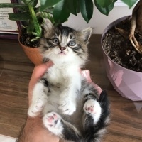 Tekir Kedi, Kedi  Miniş fotoğrafı
