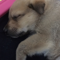 Kangal, Köpek  Chaser fotoğrafı