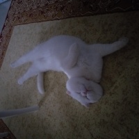 Scottish Fold, Kedi  Bulut fotoğrafı