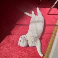 Scottish Fold, Kedi  Bulut fotoğrafı