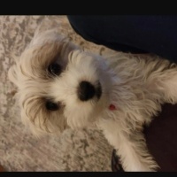 Maltese, Köpek  Cookie fotoğrafı