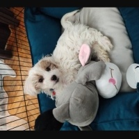 Maltese, Köpek  Cookie fotoğrafı