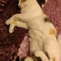 Tekir Kedi, Kedi  Güneş fotoğrafı