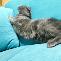 Scottish Fold, Kedi  Çakıl fotoğrafı