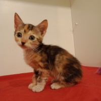 Ankara Kedisi, Kedi  Kiraz fotoğrafı