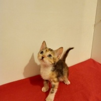 Ankara Kedisi, Kedi  Kiraz fotoğrafı
