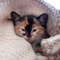 Tekir Kedi, Kedi  karamel fotoğrafı