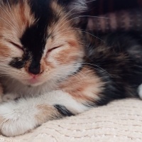 Tekir Kedi, Kedi  karamel fotoğrafı