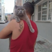 Scottish Fold, Kedi  Paşa fotoğrafı