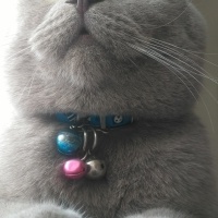 Scottish Fold, Kedi  Paşa fotoğrafı
