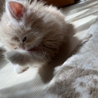 Chinchilla, Kedi  Susam fotoğrafı