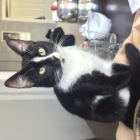 Tekir Kedi, Kedi  Sütlaç fotoğrafı