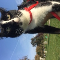 Tekir Kedi, Kedi  Sütlaç fotoğrafı