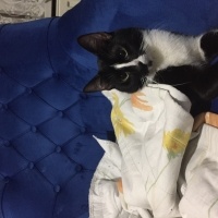 Tekir Kedi, Kedi  Sütlaç fotoğrafı
