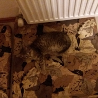 Tekir Kedi, Kedi  Bud fotoğrafı