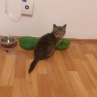 Tekir Kedi, Kedi  Bud fotoğrafı