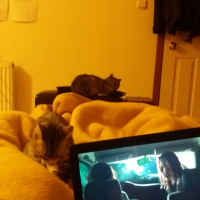 Tekir Kedi, Kedi  Bud fotoğrafı