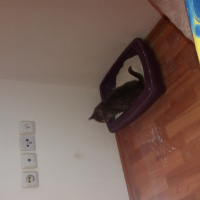 Tekir Kedi, Kedi  Bud fotoğrafı