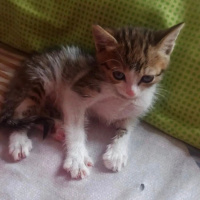 Tekir Kedi, Kedi  Gece fotoğrafı