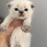 Scottish Fold, Kedi  scottish fotoğrafı