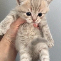 Scottish Fold, Kedi  scottish fotoğrafı