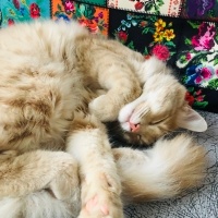 Sarman, Kedi  Latte fotoğrafı