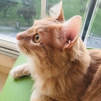 Sarman, Kedi  Latte fotoğrafı